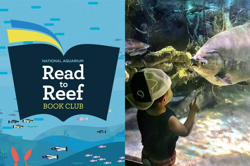 Read to Reef logo, photo of a boy and fish at the National Aquarium