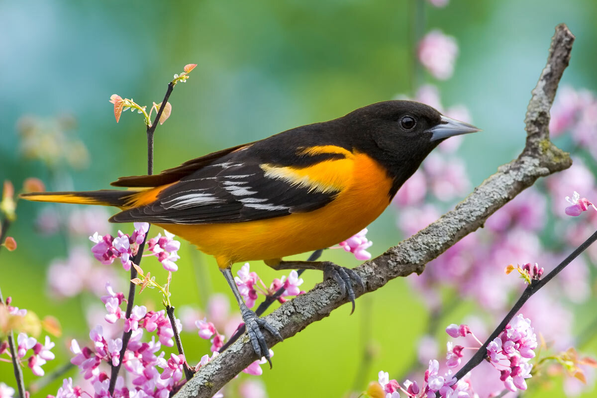 oriole bird and flowering trees.