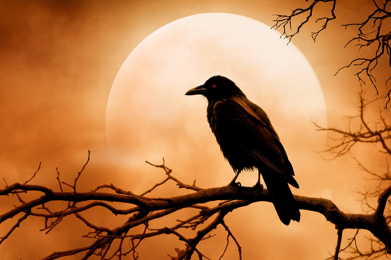 spooky raven on a tree branch with moon and an orange sky
