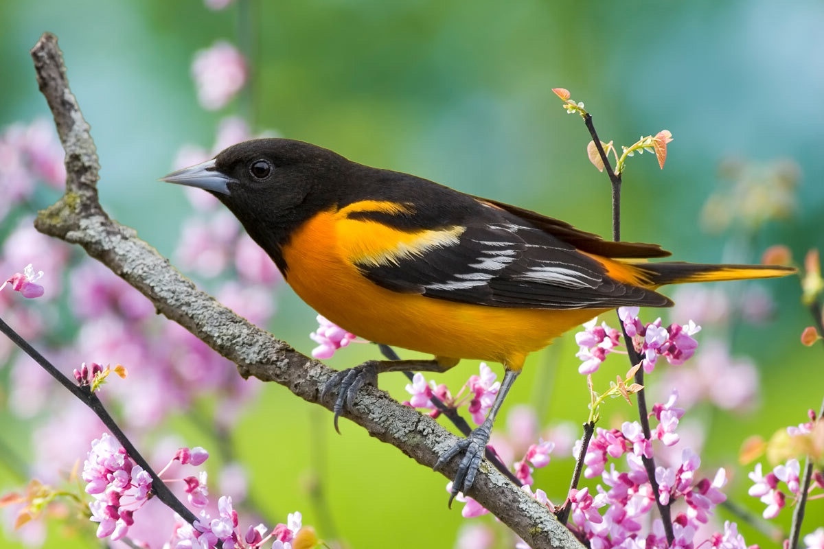 oriole bird with spring flowers.
